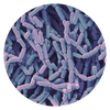 Lacticaseibacillus rhamnosus