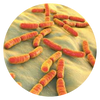 Limosilactobacillus reuteri