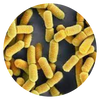 Lacticaseibacillus paracasei