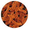 Ligilactobacillus salivarius